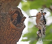 먹이 물고 날아온 후투티