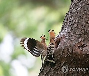 새끼에게 먹이 주는 후투티 부부