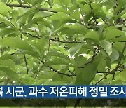 경북 시군, 과수 저온피해 정밀 조사