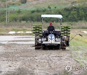 태안군 올해 첫 모내기