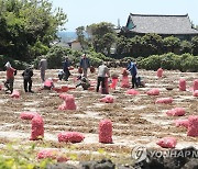 "마늘 수확 일손이 없어요"..제주도, 4만6천여명 지원