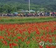 경남 하동 북천 꽃양귀비 볼거리 넘어 식품산업화 길 열어