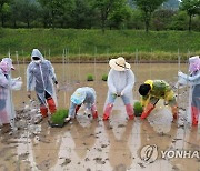 모내기로 분주한 학생들