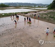 궂은 날씨 속 모내기 실습