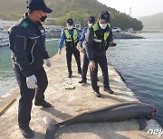 여수서 해양보호생물 상괭이 사체 4구 발견..부검 의뢰