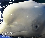 "여수아쿠아플래닛은 고래류의 무덤"..10개월 만 또 벨루가 폐사