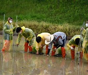 [Photo News] Spring rice-planting season begins in Korea