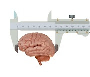 뇌가 클수록 지능이 높다고?..과연 그럴까