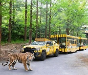 Tiger crossing