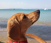 [이슈] 하트독, 바다 냄새 즐기는 댕댕이라면 '바로 여기'