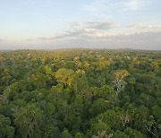 아마존 산림파괴 급증에도 인도네시아 열대우림 훼손은 급감