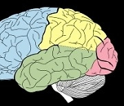 미국 연구팀 "코로나19, 뇌 전두엽의 '회색질' 부피 줄여"