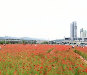 [픽! 김천] 혁신도시 고속철도역 부근 꽃양귀비 '활짝'