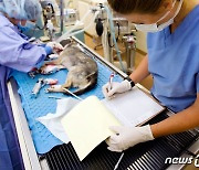 "정부, 동물병원 규제만 몰두"..진료비 고지 의무에 수의사회 반발