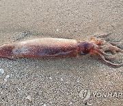 포항 해변에서 발견된 오징어