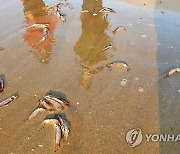 포항 해변에서 발견된 어린 오징어