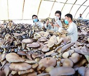 노동신문, 온실채소와 버섯 '대대적 증산' 강조