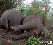 인도 숲에서 코끼리 18마리 떼죽음.."벼락 맞았다"