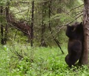 [영상] "빵 터진~댄스 삼매경?" 춤추는 '곰' 이유가 있었다!