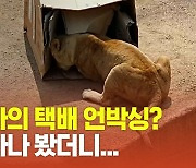 [영상] 서울대공원이 사자에게 폐상자를 선물한 이유