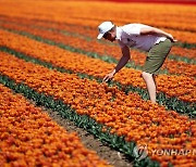 POLAND AGRICULTURE FLOWERS TULIPS