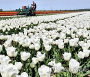 POLAND AGRICULTURE FLOWERS TULIPS