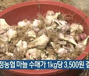 대정농협 마늘 수매가 1kg당 3,500원 결정