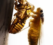 USA NATURE BROOD X CICADAS