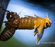 USA NATURE BROOD X CICADAS