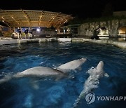 Mystic Aquarium Receives Five Beluga Whales from Canada