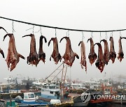 보령 외연도서 아귀 말리기 한창