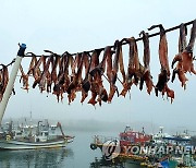 보령 외연도서 아귀 말리기 한창