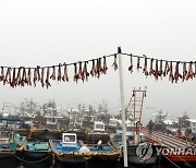 보령 외연도서 아귀 말리기 한창