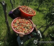 INDIA KASHMIR AGRICULTURE STRAWBERRIES