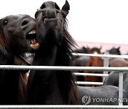 SPAIN SAN ISDIRO CATTLE SHOW