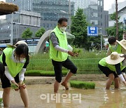 [포토] 도심 속 손 모내기