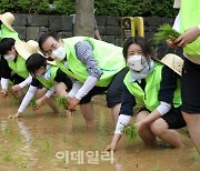 [포토] 농협, 도심에서 손 모내기 행사