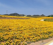 신안군 수선화 섬 '선도', 노란 금영화 물결 넘실