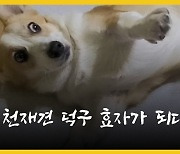 [동반자] 천재견 덕구의 犬생극장