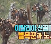 [세상만사] 이탈리아 산골마을 벌목꾼과 노새