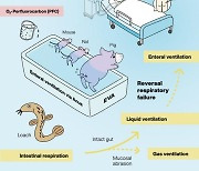 쥐 · 돼지도 미꾸라지처럼 장(腸) 호흡..항문 호흡장치 '가능'