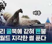 [비디오머그] 이번이 처음이 아니었다?! 지붕에 갇힌 너구리들의 사연