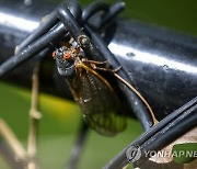 USA BROOD X CICADA