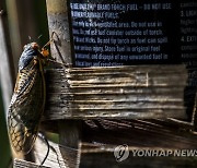 USA BROOD X CICADA