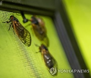 USA BROOD X CICADA