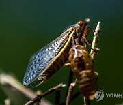 USA BROOD X CICADA