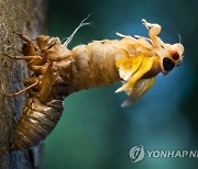 USA BROOD X CICADAS