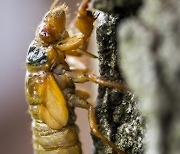 USA BROOD X CICADAS