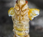 USA BROOD X CICADAS