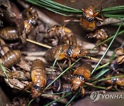 USA BROOD X CICADAS